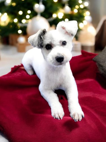 christmas dog